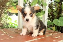 Tricolor Corgi Puppies