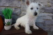 Westie Puppies