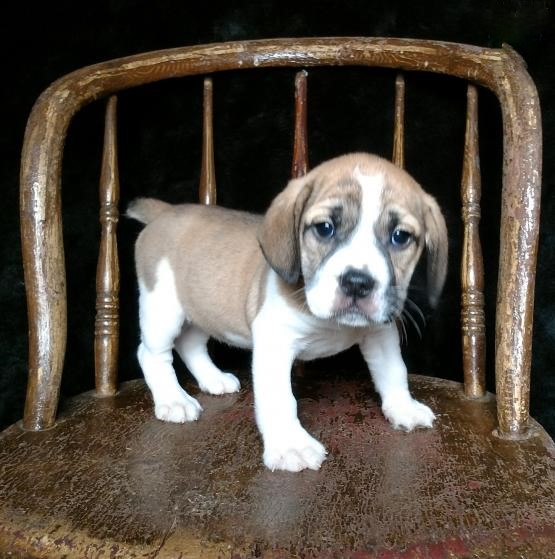 Beabull Puppies Image eClassifieds4u