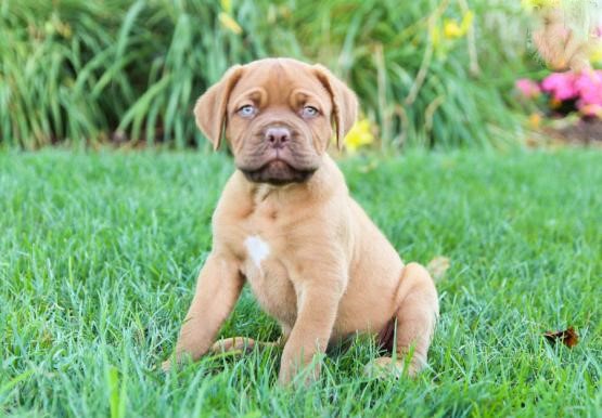 Dogue de Bordeaux Puppies Image eClassifieds4u