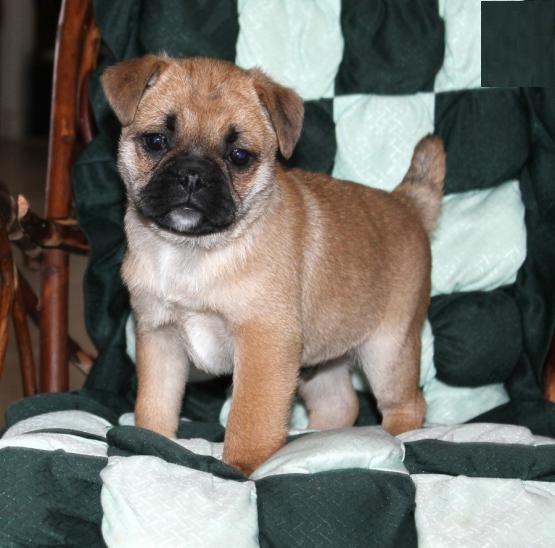 Jug Puppies Image eClassifieds4u