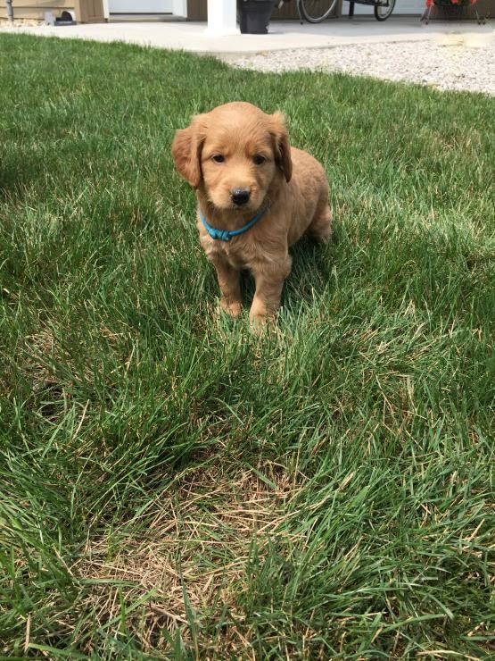 Labradoodle Puppies Image eClassifieds4u