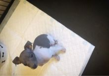 Italian Greyhound Puppies Image eClassifieds4U