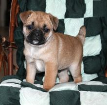 Jug Puppies Image eClassifieds4U