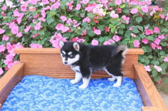 Pomsky Puppies Image eClassifieds4u