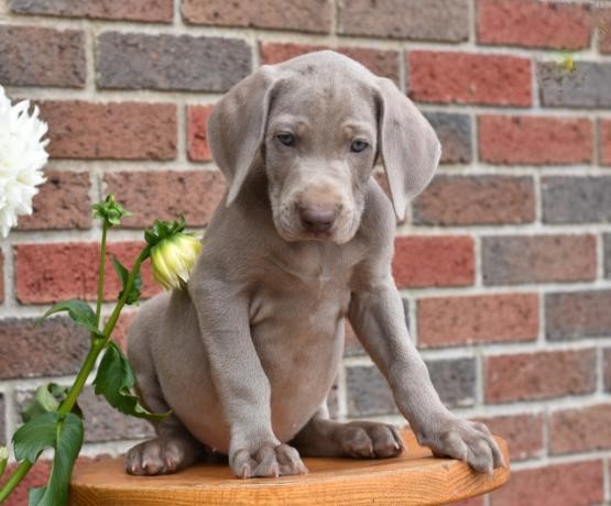 Weimaraner Puppies Image eClassifieds4u