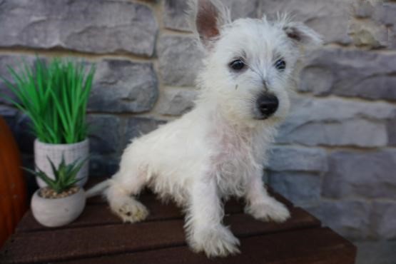 Westie Puppies Image eClassifieds4u