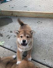 Adorable registered Shiba Inu puppies