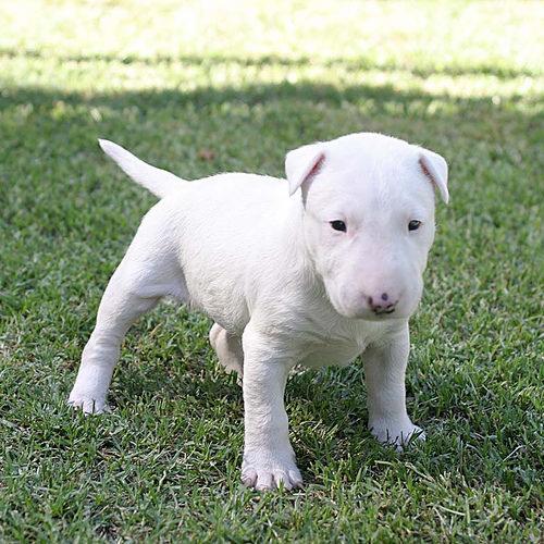2 Bull terrier puppies available Image eClassifieds4u