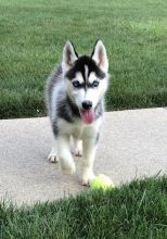 Adorable Blue Eyed Siberian Husky Puppies For free Image eClassifieds4u 2