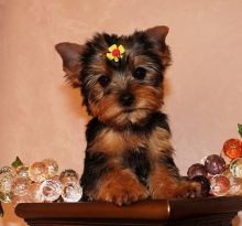 Angelic Teacup Yorkie Puppies Image eClassifieds4U
