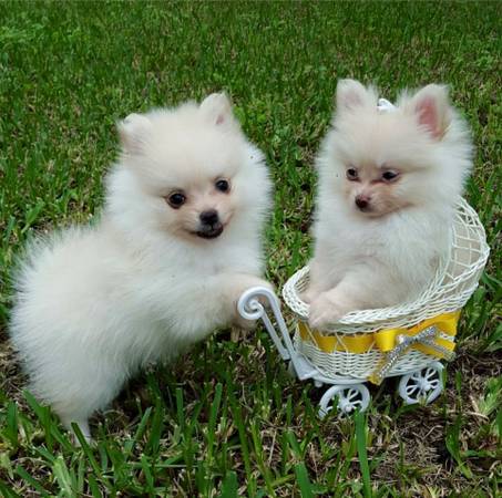 ☂️☂Ckc Pomeranian ☮ Puppies For Ckc ☂️☂ Email at us ✔ ✔ [ leopaul365@gmail.com ] Image eClassifieds4u