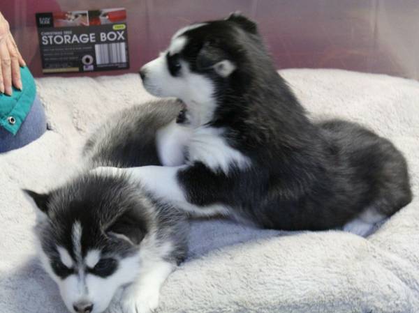 ☂️ Ckc ☮ Siberian Husky Puppies ☂️☂ Email at us ✔ ✔ [ leopaul365@gmail.com ] Image eClassifieds4u