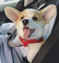 ☂️☂ Ckc ☮ Pembroke Welsh Corgi Puppies☂️☂ Email at us ✔ ✔ [ leopaul365@gmail.com ]