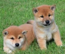 🎄☮ Shiba Inu Puppies 🎅 Now Ready 🐕 Ckc🎄🎄Email at us ✔ ✔ [ leopaul365@gmail.com 