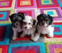 3 beautiful morkie puppies for sale