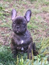 French Bulldog Puppy