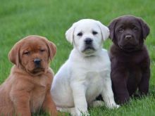Labrador Retriever Puppies Available Text : 470-729-0284