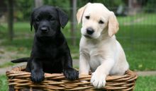 Labrador Retriever Puppies Available Text : 470-729-0284