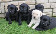 Labrador Retriever Puppies Available Text : 470-729-0284