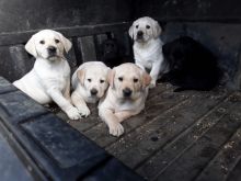 Labrador Retriever Puppies Available Text : 470-729-0284