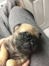 Pug puppies ready to go to NEW HOME