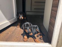 Pure-Bred Dobermann Puppies Text : 470-499-4803