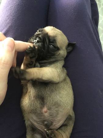 Beautiful Pug puppies!! Image eClassifieds4u