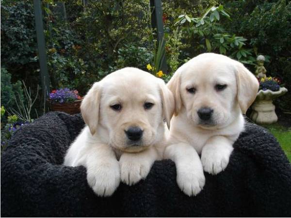 Labrador Retriever Puppies Available Text : 470-729-0284 Image eClassifieds4u