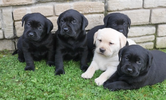 Labrador Retriever Puppies Available Text : 470-729-0284 Image eClassifieds4u