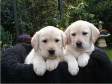 Labrador Retriever Puppies Available Text : 470-729-0284 Image eClassifieds4u 2