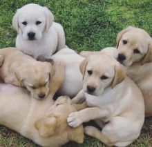 Labrador Retriever Puppies Available Text : 470-729-0284 Image eClassifieds4U