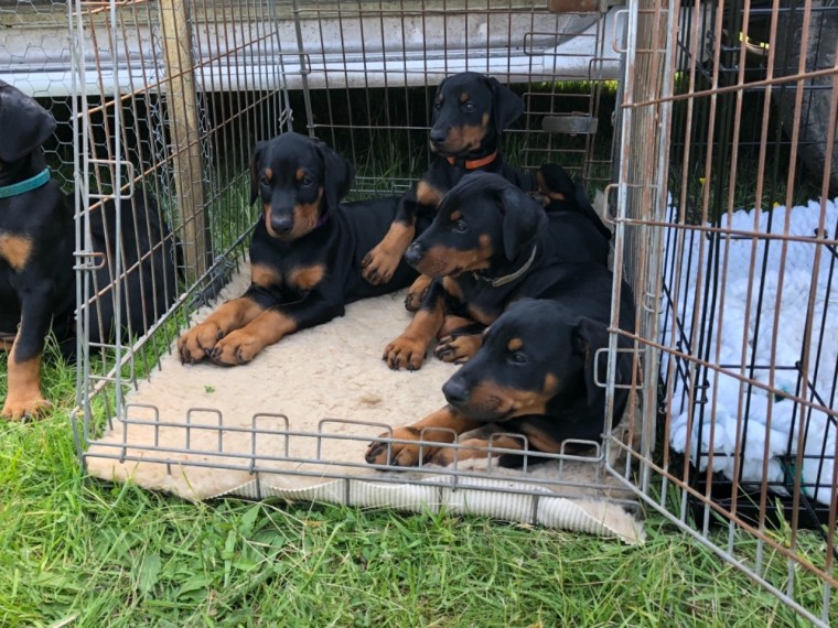 Pure-Bred Dobermann Puppies Text : 470-499-4803 Image eClassifieds4u