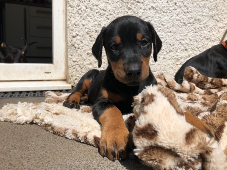 Pure-Bred Dobermann Puppies Text : 470-499-4803 Image eClassifieds4u