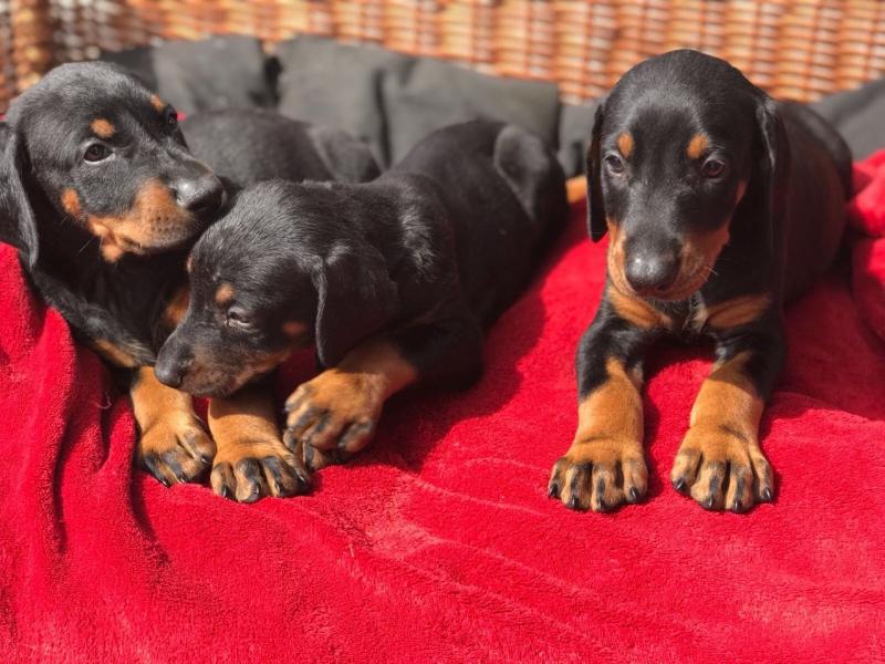 Pure-Bred Dobermann Puppies Text : 470-499-4803 Image eClassifieds4u