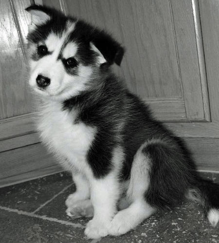 AKC quality Husky Puppies for free adoption!!! Image eClassifieds4u