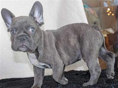 Home raised French Bulldog puppies for rehoming Image eClassifieds4u