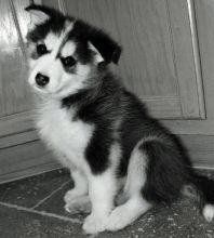 AKC quality Husky Puppies for free adoption!!!