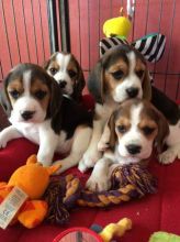 Beagle Puppies ( Boys & Girls ) Text : 470-499-4803