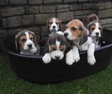 Beagle Puppies ( Boys & Girls ) Text : 470-499-4803