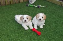 Cavachon Puppies Available