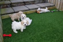 Cavachon Puppies Available