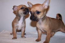 Chihuahua Puppies for Sale