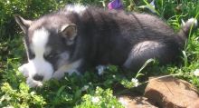 Gorgeous Siberian husky puppies