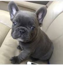 Well Trained French Bulldogs puppies