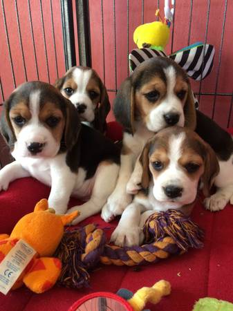 Beagle Puppies ( Boys & Girls ) Text : 470-499-4803 Image eClassifieds4u