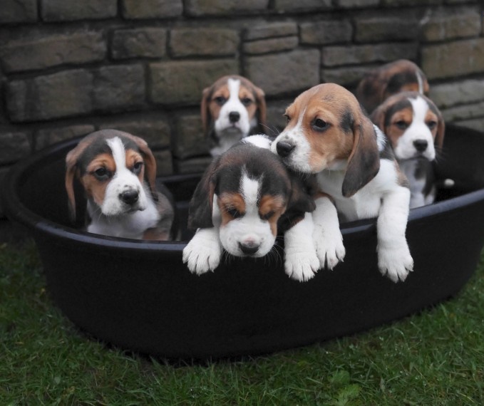Beagle Puppies ( Boys & Girls ) Text : 470-499-4803 Image eClassifieds4u