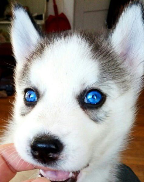 Blue eyes Siberian Husky puppies Image eClassifieds4u
