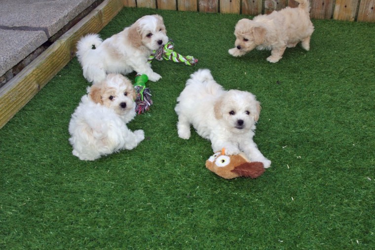 Cavachon Puppies Available Image eClassifieds4u