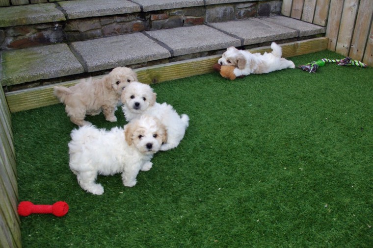 Cavachon Puppies Available Image eClassifieds4u